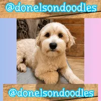 Remi, a male Maltipoo for sale in Nashville, TN – 1 of 4