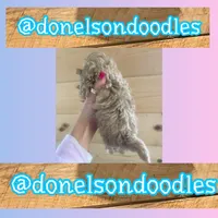 Teacup Toby, a male Maltipoo for sale in Nashville, TN – Photo 2 of 3