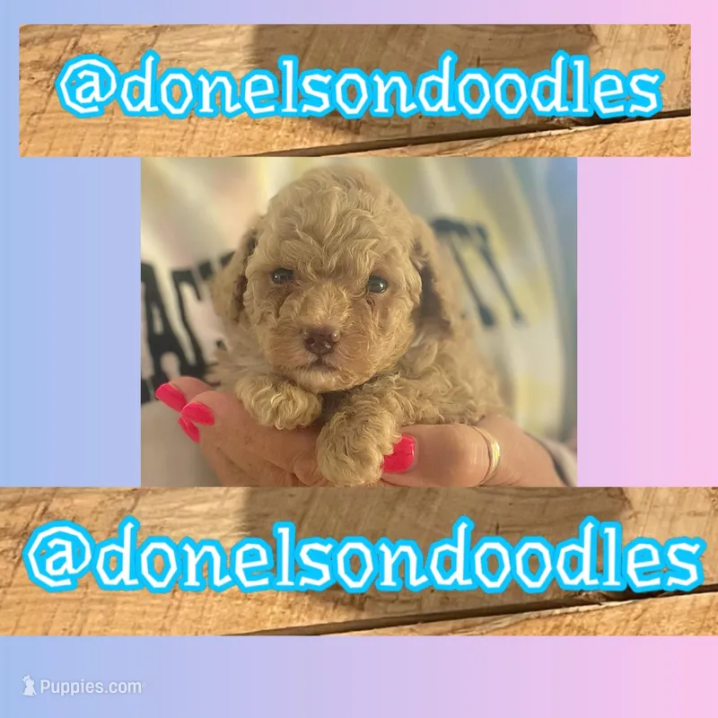 Teacup Toby – Maltipoo puppy for sale in Nashville, TN