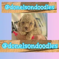 Teacup Toby, a male Maltipoo for sale in Nashville, TN – Photo 1 of 3