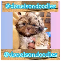 Benny , a male Shichon for sale in Nashville, TN – 2 of 3