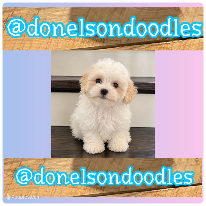 Pookie – Maltipoo puppy for sale in Nashville, TN