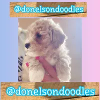 Kash, a male Maltipoo for sale in Nashville, TN – 4 of 5