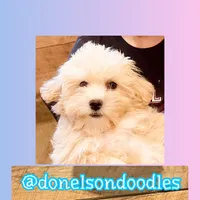 Henry, a male Maltipoo for sale in Nashville, TN – Photo 5 of 5