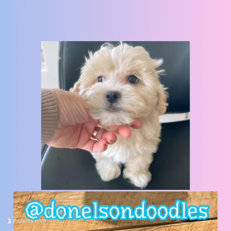 Henry – Maltipoo puppy for sale in Nashville, TN