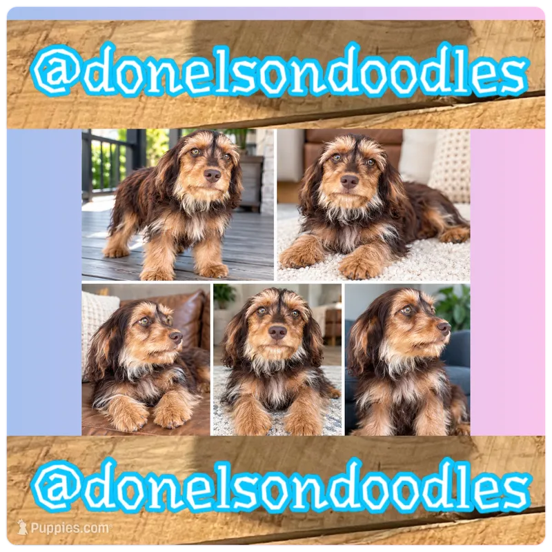 Dolly, a female Cavapoo for sale in Nashville, TN – 1 of 4