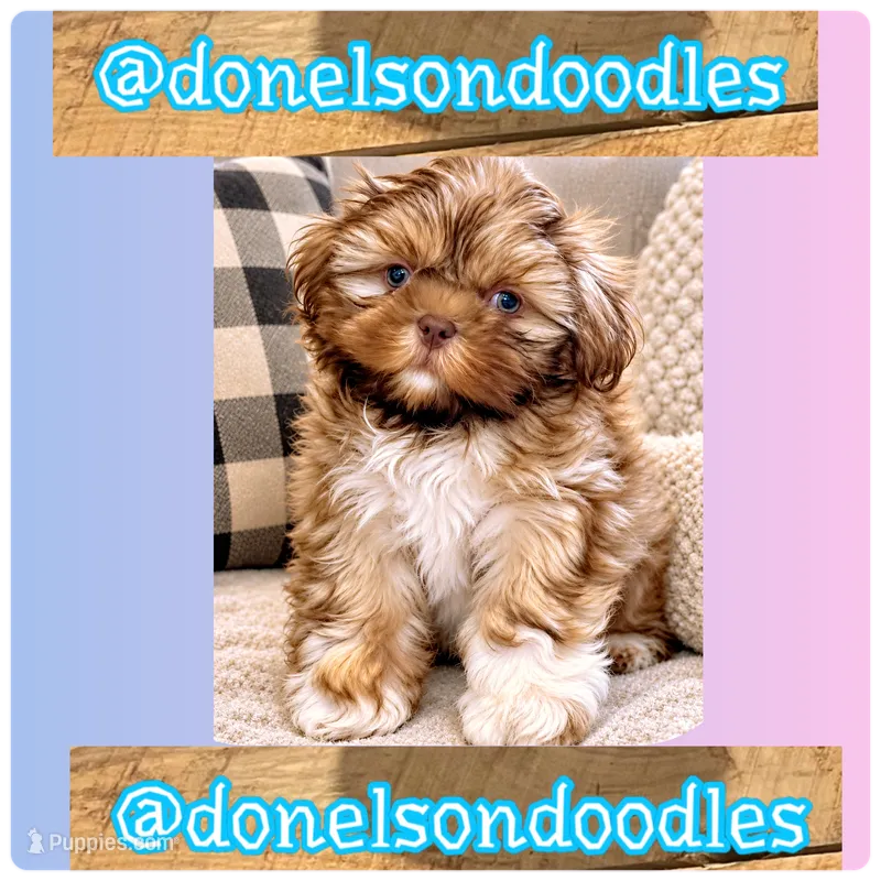 Benny  – Shichon puppy for sale in Nashville, TN