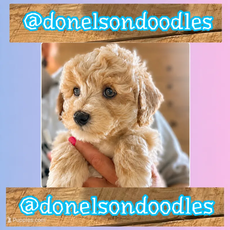 Kash – Maltipoo puppy for sale in Nashville, TN