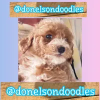 Maverick, a male Maltipoo for sale in Nashville, TN – 4 of 4