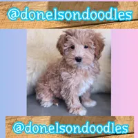 Winston, a male Maltipoo for sale in Nashville, TN – Photo 1 of 2