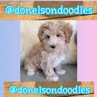 Winston, a male Maltipoo for sale in Nashville, TN – Photo 2 of 2