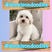 Hank, a male Havapoo for sale in Nashville, TN – 3 of 3