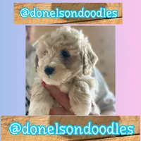 Kash, a male Maltipoo for sale in Nashville, TN – 2 of 5