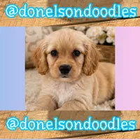 Henry, a male Cavapoo for sale in Nashville, TN – 2 of 3