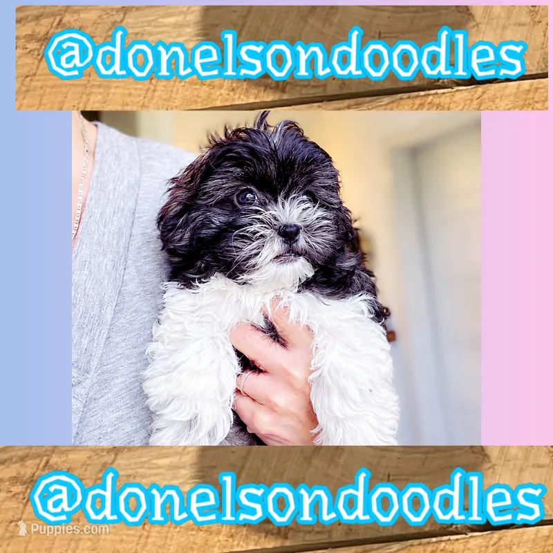 Timmy  – Shichon puppy for sale in Nashville, TN