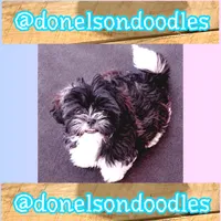 Timmy , a male Shichon for sale in Nashville, TN – 1 of 5