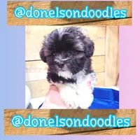 Tanner , a male Shichon for sale in Nashville, TN – 2 of 3