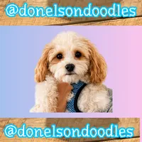 Max, a male Maltipoo for sale in Nashville, TN – 2 of 3