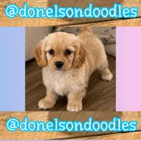 Henry, a male Cavapoo for sale in Nashville, TN – 1 of 3