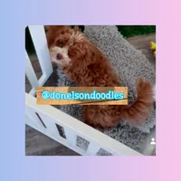 Jackson, a male Poodle - Toy  for sale in Nashville, TN – Photo 3 of 4