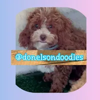 Jackson, a male Poodle - Toy  for sale in Nashville, TN – Photo 1 of 4