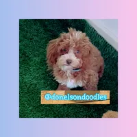 Jackson, a male Poodle - Toy  for sale in Nashville, TN – Photo 4 of 4