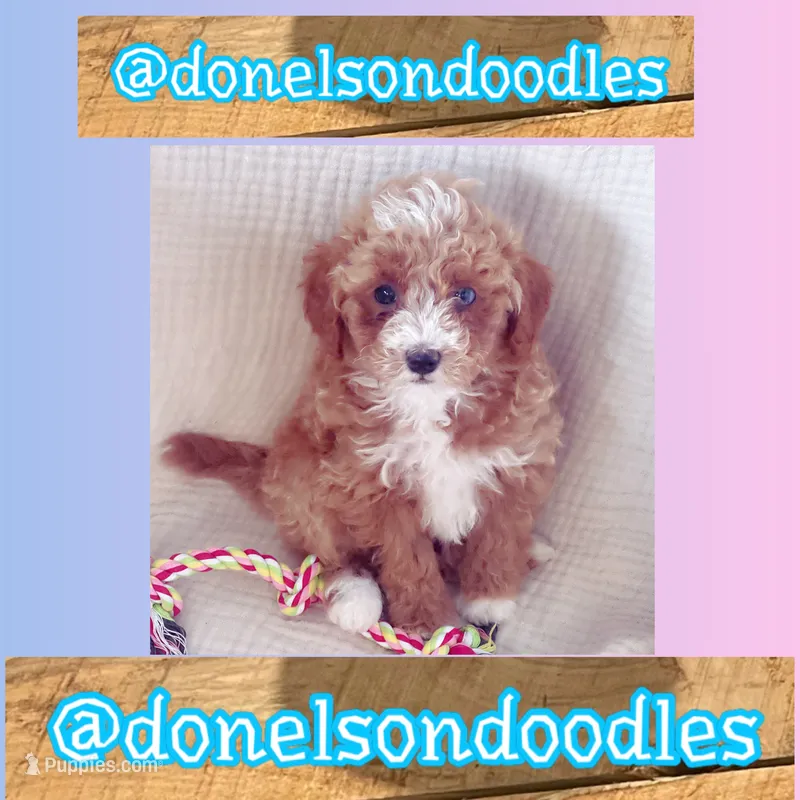 Maverick – Maltipoo puppy for sale in Nashville, TN