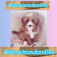 Maverick, a male Maltipoo for sale in Nashville, TN – 1 of 4
