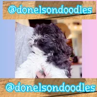 Timmy , a male Shichon for sale in Nashville, TN – 3 of 4