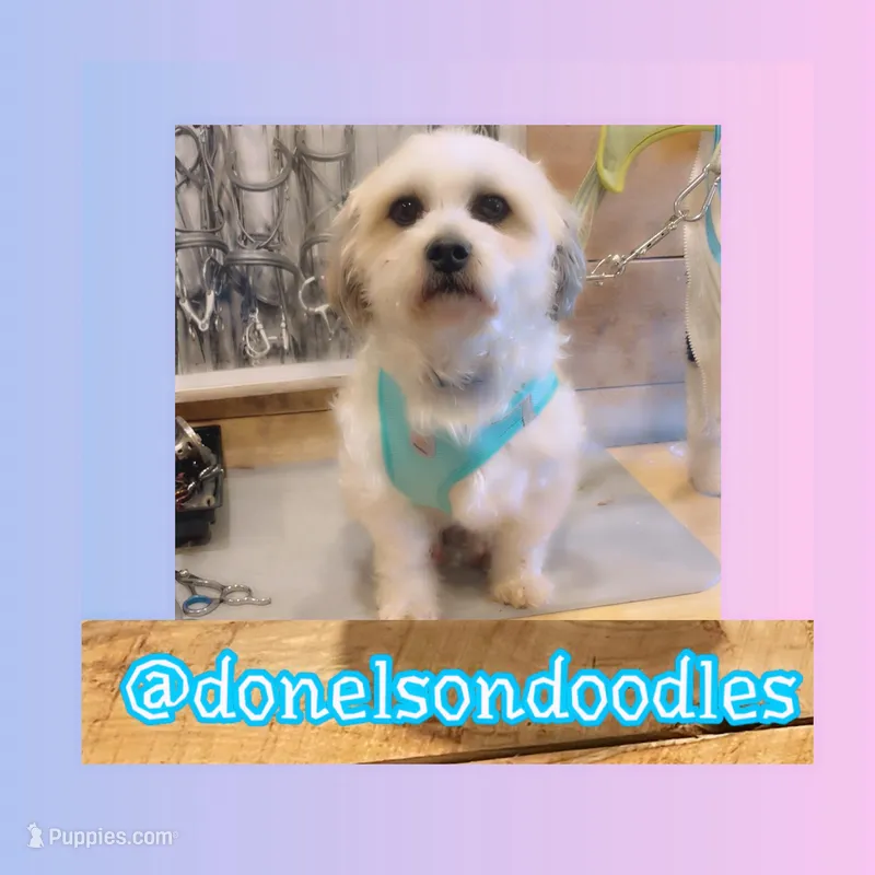 Benny , a male Shihpoo and Shichon for sale in Nashville, TN – Photo 1 of 5