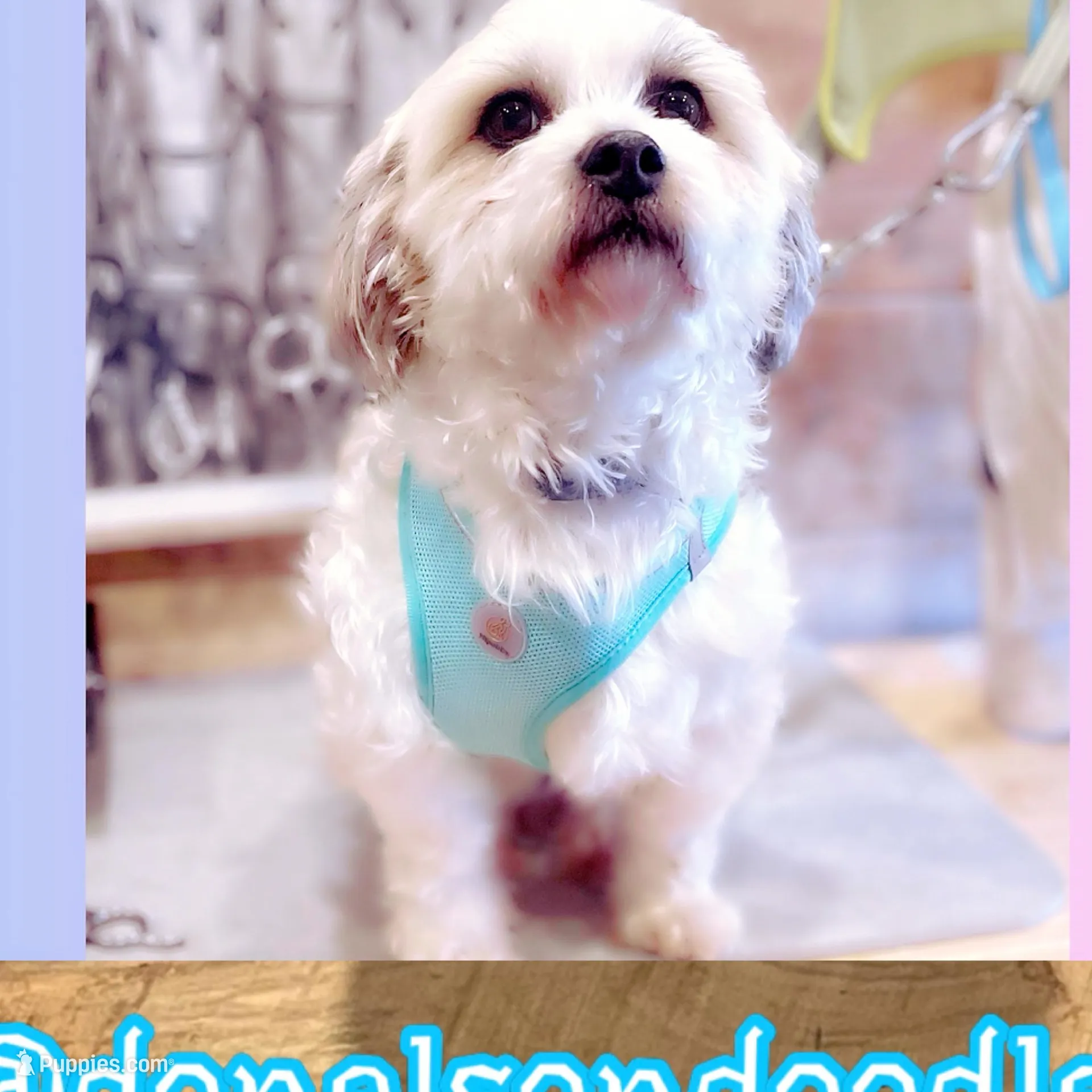 Benny , a male Shihpoo and Shichon for sale in Nashville, TN – Photo 5 of 5