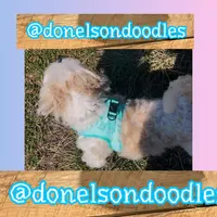 Benny , a male Shichon for sale in Nashville, TN – Photo 3 of 4