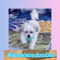 Benny , a male Shichon for sale in Nashville, TN – Photo 2 of 4