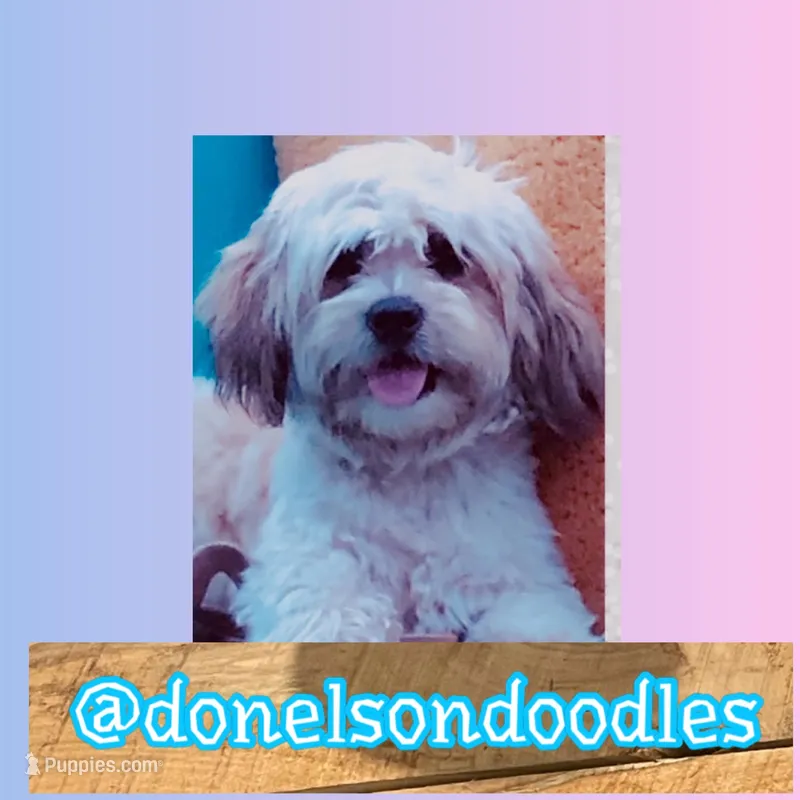 Benny , a male Shichon for sale in Nashville, TN – Photo 1 of 4