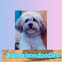 Benny , a male Shichon for sale in Nashville, TN – Photo 1 of 4