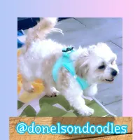 Benny , a male Shihpoo and Shichon for sale in Nashville, TN – Photo 3 of 5