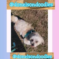 Benny , a male Shichon for sale in Nashville, TN – Photo 4 of 4