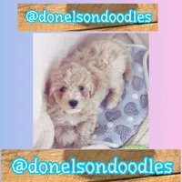 Kash, a male Maltipoo for sale in Nashville, TN – 5 of 5