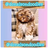 Benny , a male Shichon for sale in Nashville, TN – 3 of 3