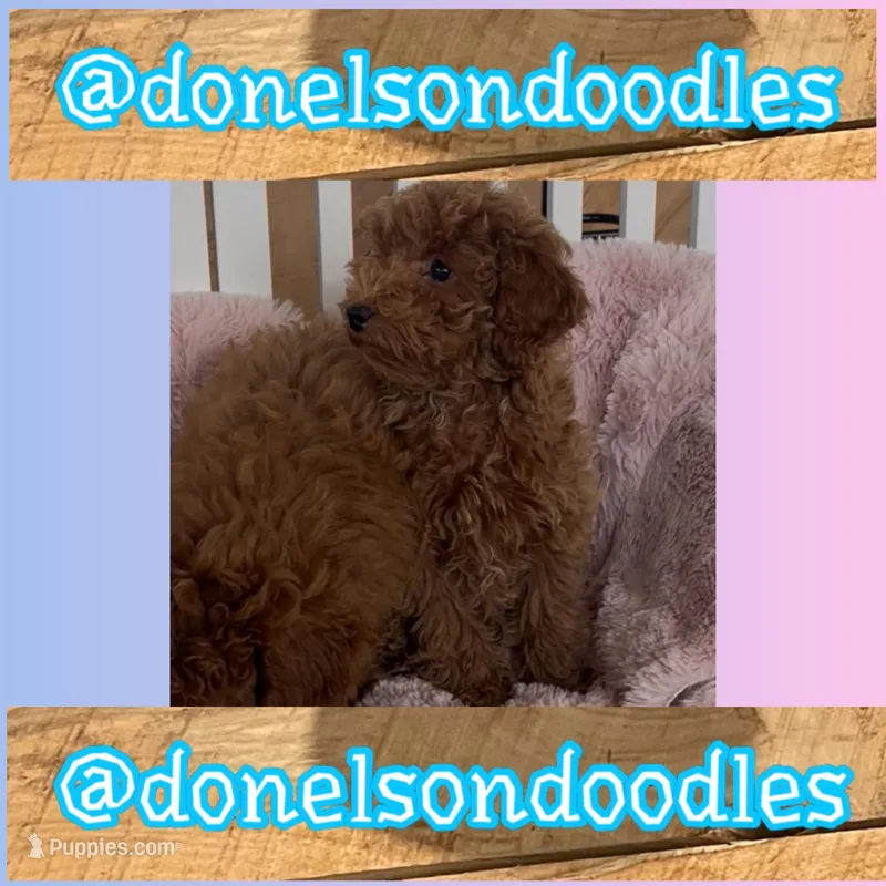 Arlo, a male Poodle - Toy  for sale in Nashville, TN – Photo 1 of 2