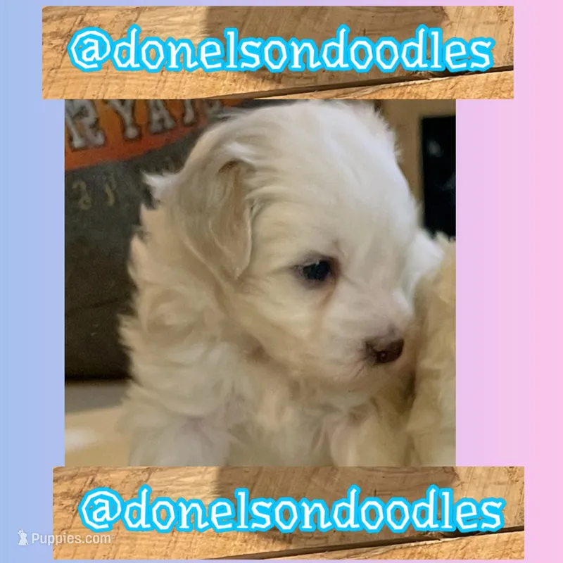 scout, a male Maltipoo for sale in Nashville, TN – 1 of 5