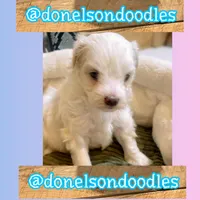 scout, a male Maltipoo for sale in Nashville, TN – 4 of 5