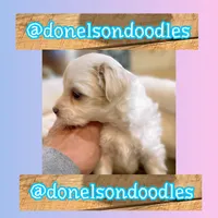 scout, a male Maltipoo for sale in Nashville, TN – 5 of 5