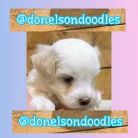 scout, a male Maltipoo for sale in Nashville, TN – 3 of 5