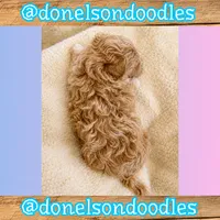 Kevin, a male Maltipoo for sale in Nashville, TN – 2 of 2