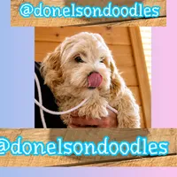 Remi, a male Maltipoo for sale in Nashville, TN – 3 of 5