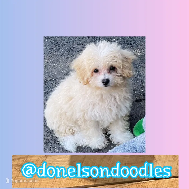 Libby – Maltipoo puppy for sale in Nashville, TN