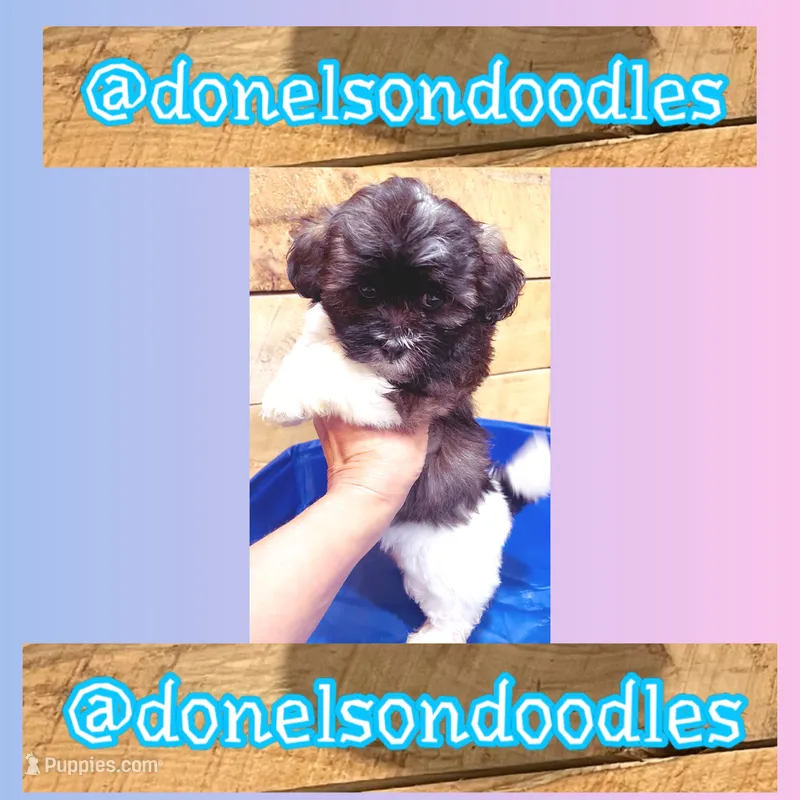 Tanner  – Shichon puppy for sale in Nashville, TN