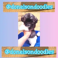 Tanner , a male Shichon for sale in Nashville, TN – 1 of 3