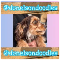 Dolly, a female Cavapoo for sale in Nashville, TN – 4 of 4